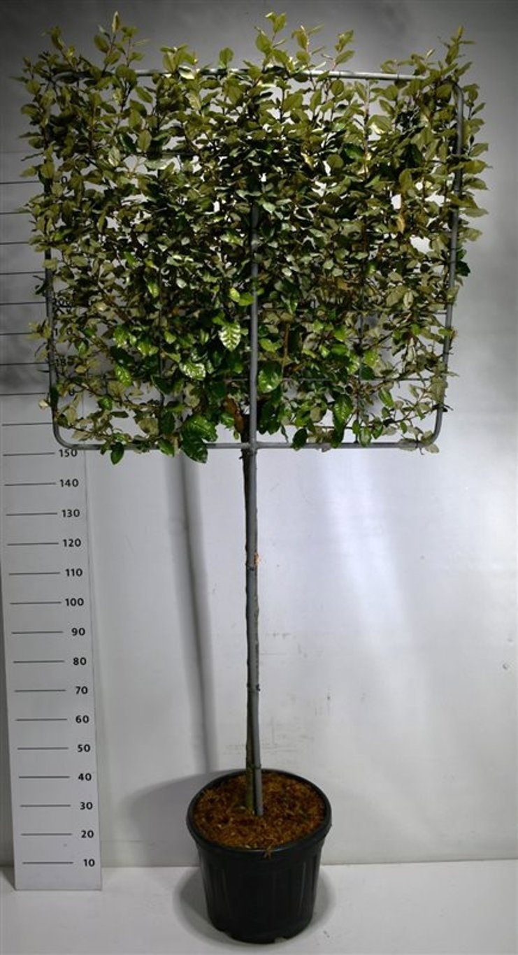 Elaeagnus ebb. 'Compacta', D 48 cm Elaeagnus ebb. 'Compacta', D 48 cm