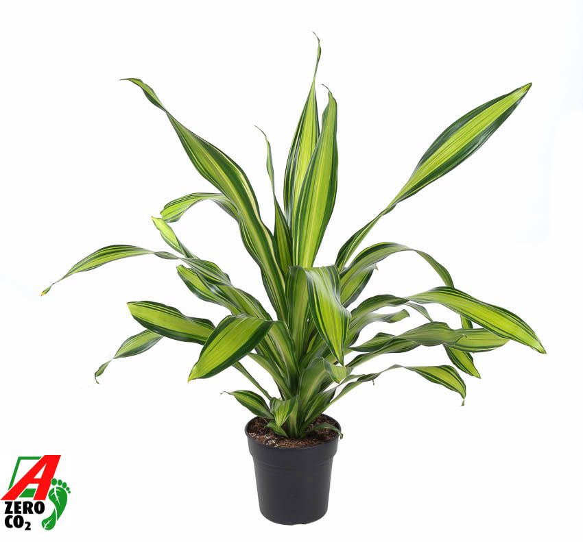 Dracaena Charley kopstek P24, D 24 cm