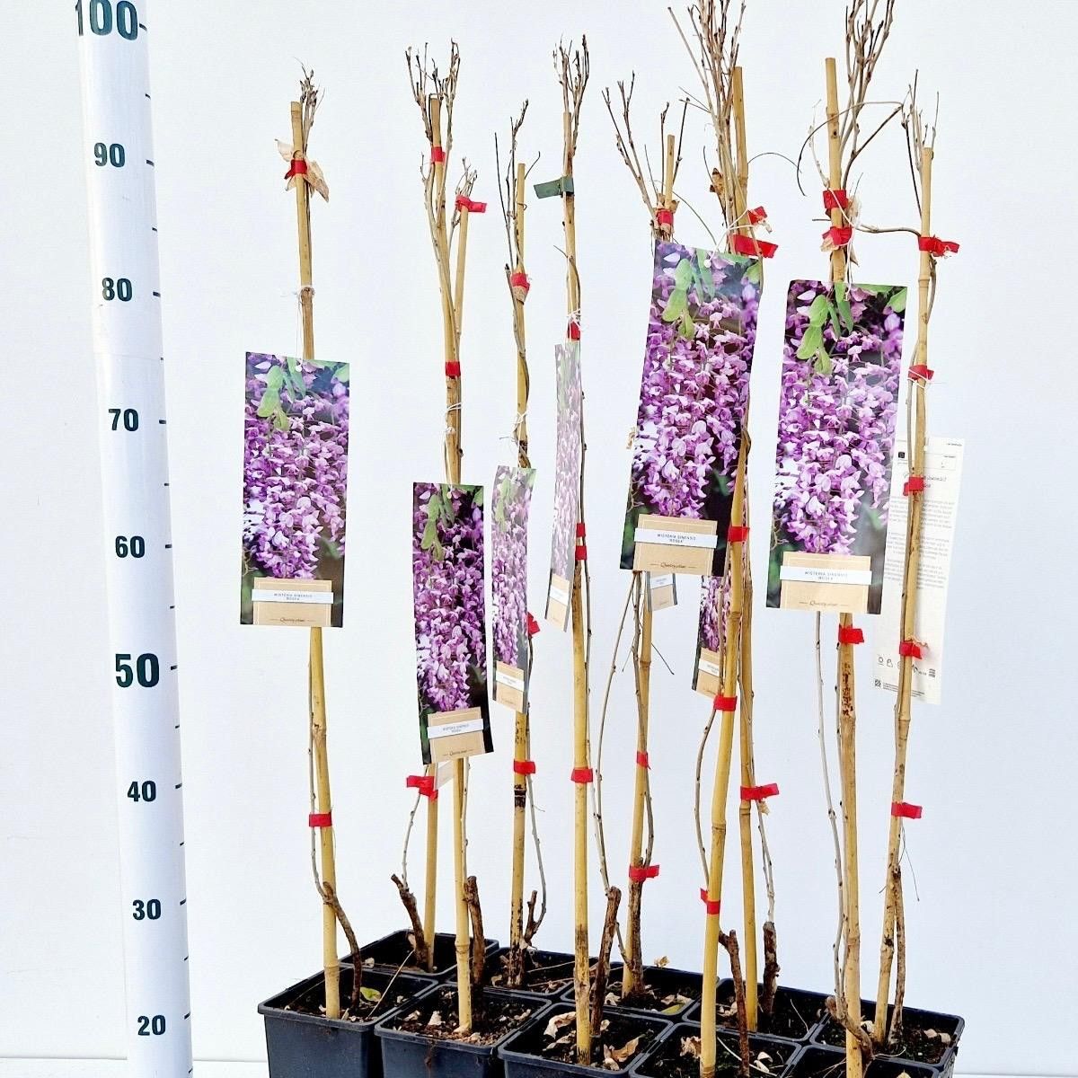 Wisteria floribunda 'Rosea' - gestokt, D 14 cm