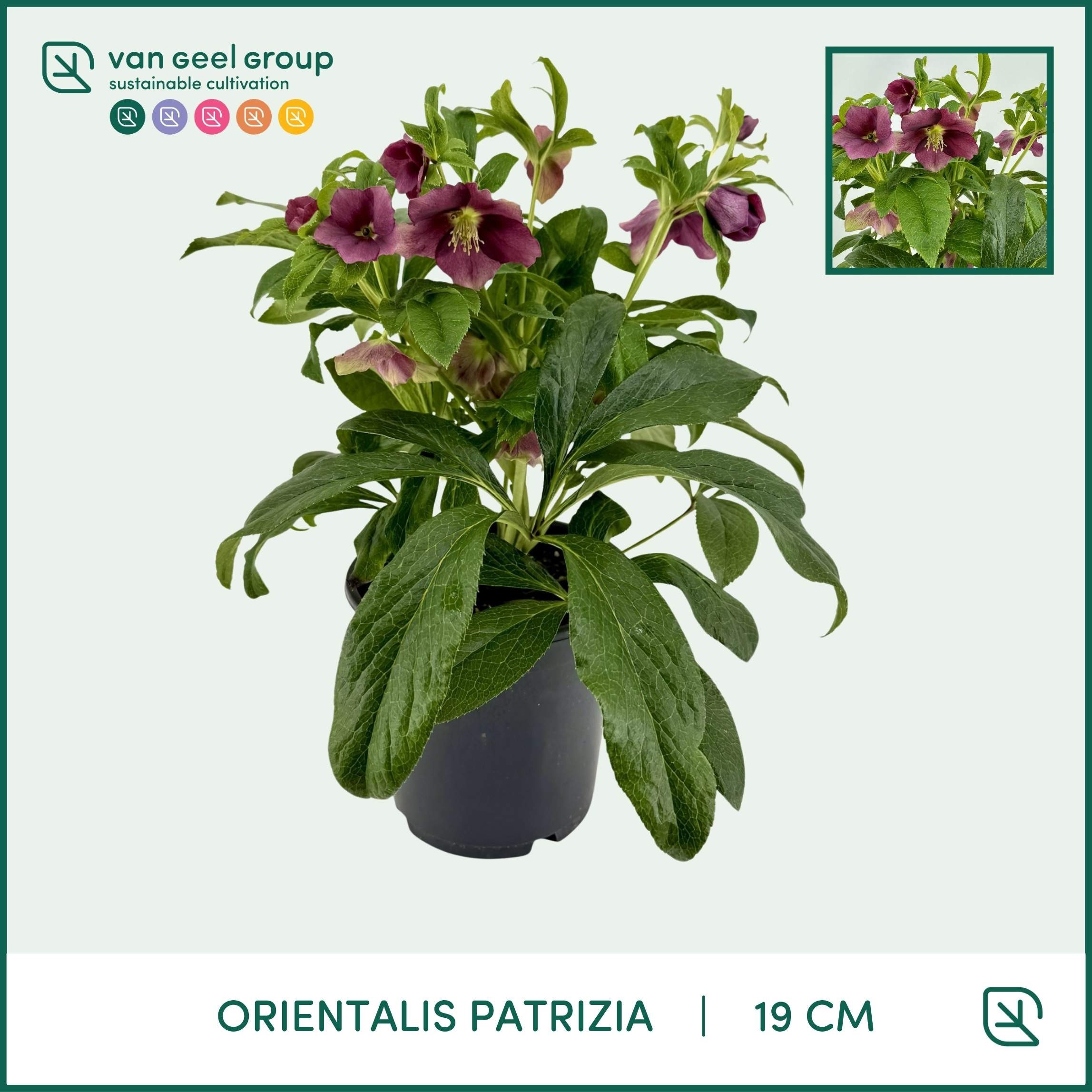 ViV Patrizia, D 19 cm ViV Patrizia, D 19 cm