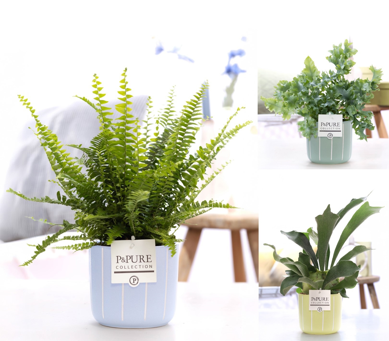 Varen mix in Pure Fleur, D 12