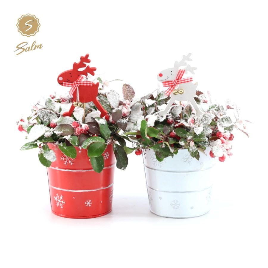 Gaultheria pr. 'Big Berry'® P10 in Zinc X-mas Duo + Reindeer + Snow, D 12 cm