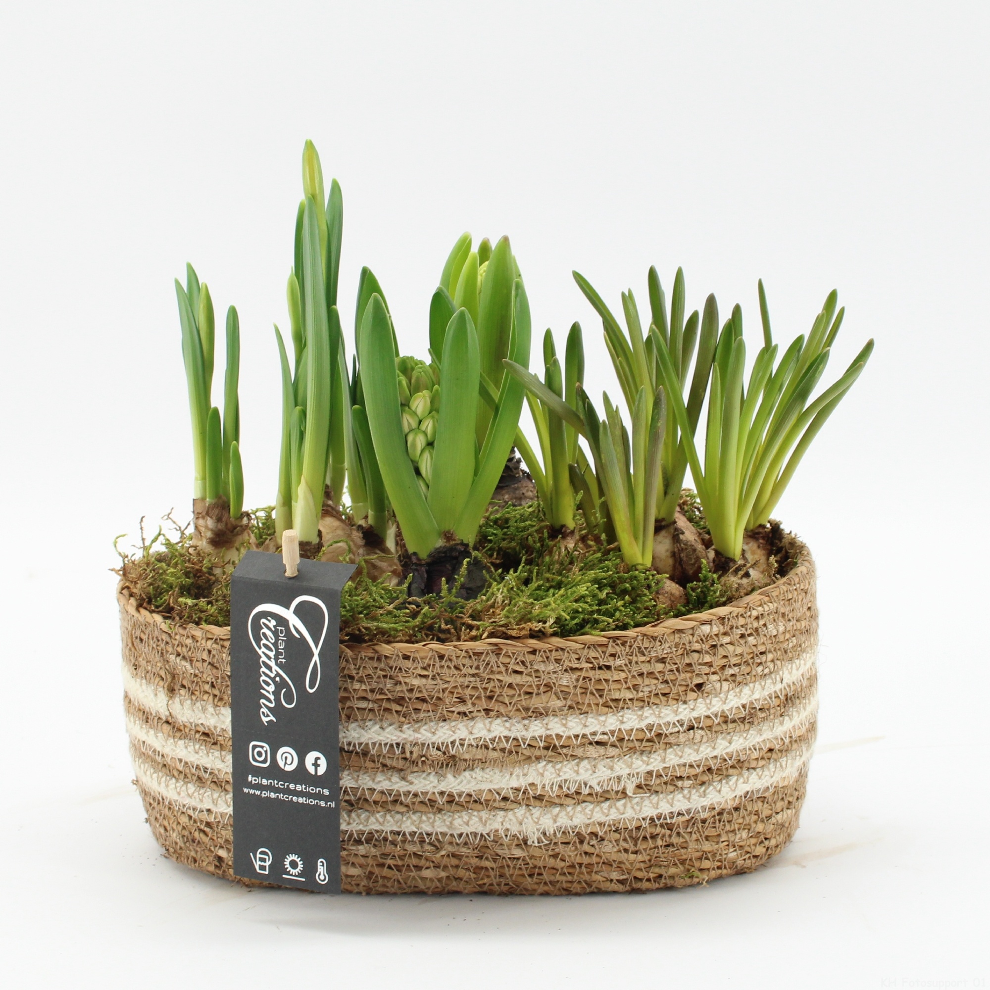 BLCR-2615 Bulbs creations, D 24