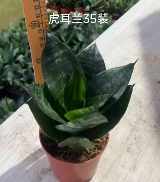 Сансевиерия хаемантус албифлос 11 17