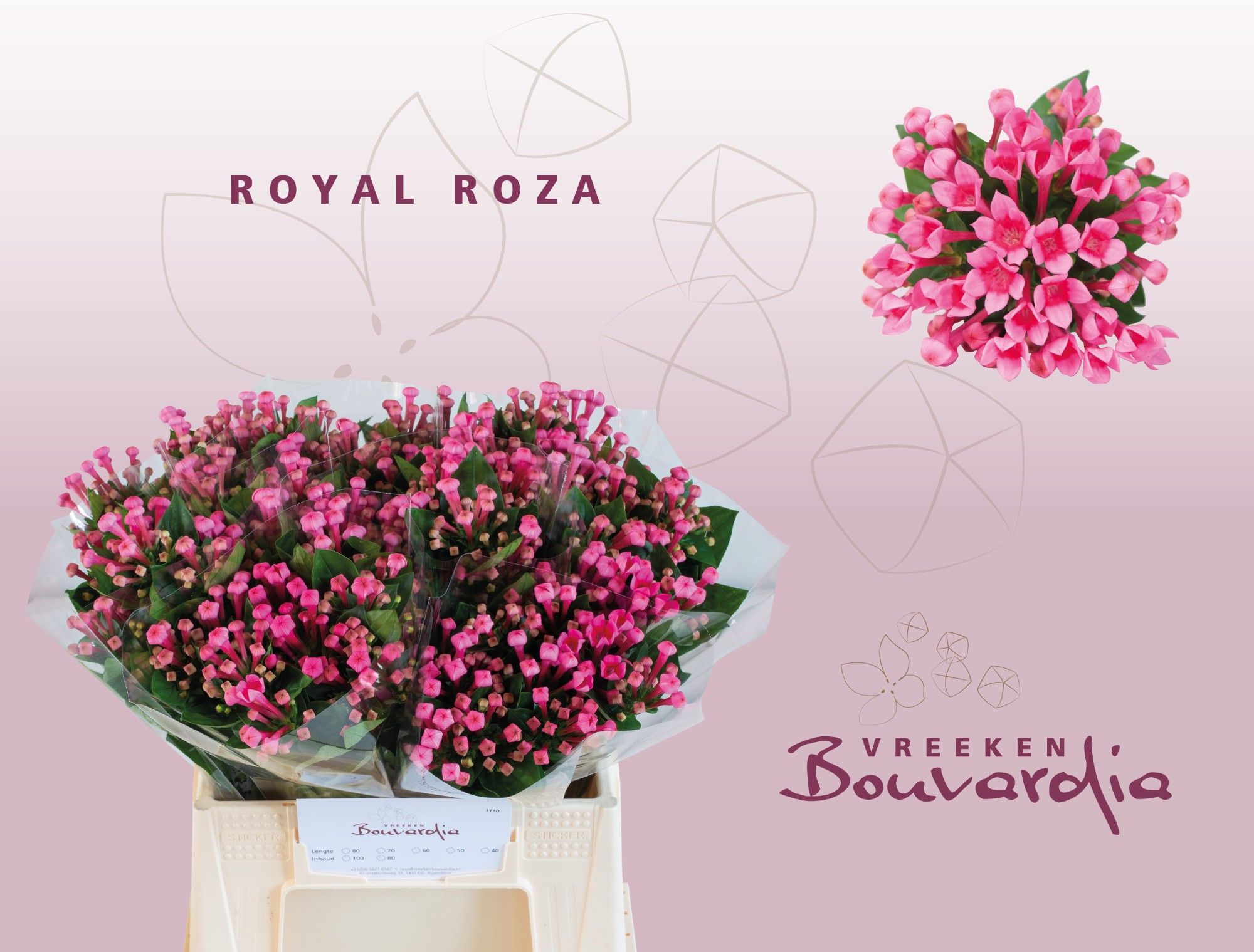 Бовардия од. Роял Роза 40 (ярко-роз.), шт.