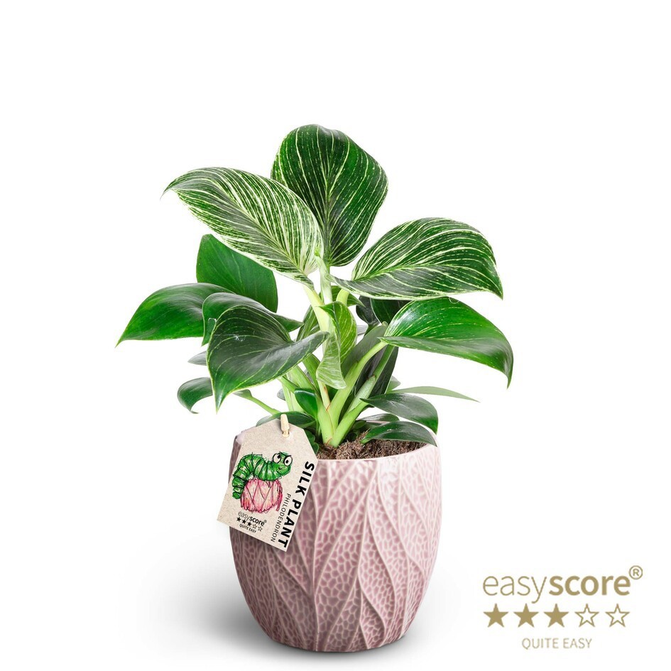 PHILODENDRON-HYBRID 41126036 Leaf Rosa 'WHITE MEASURE', D 12 cm