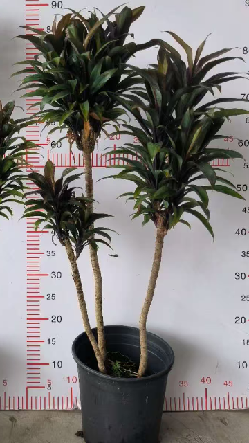 Кордилина терминалис 1.5-галлон дварф банана плант 18 90