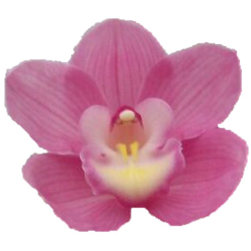 Цимбидиум Марита x6 80, шт.