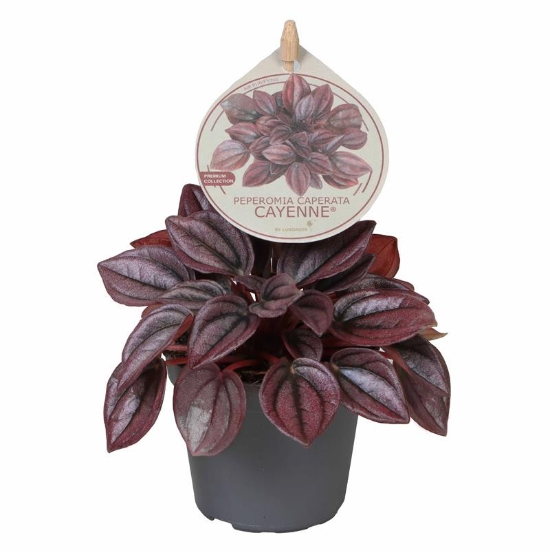 PEPEROMIA CAPERATA 'Cayenne', D 6