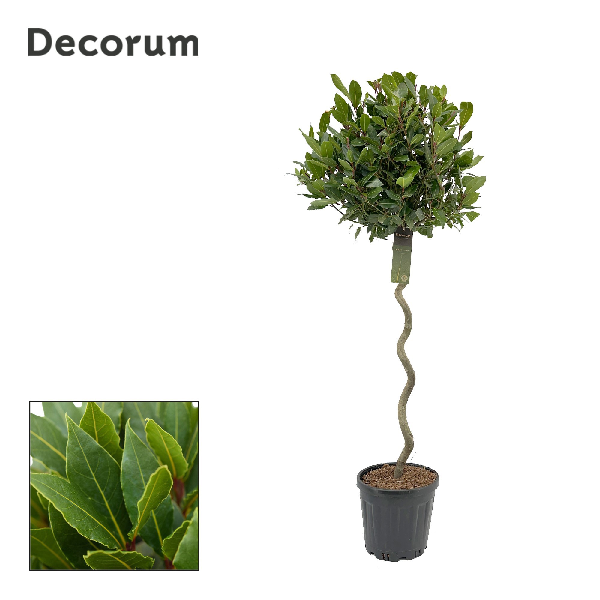Laurus nobilis Spiraal stam, D 25 cm
