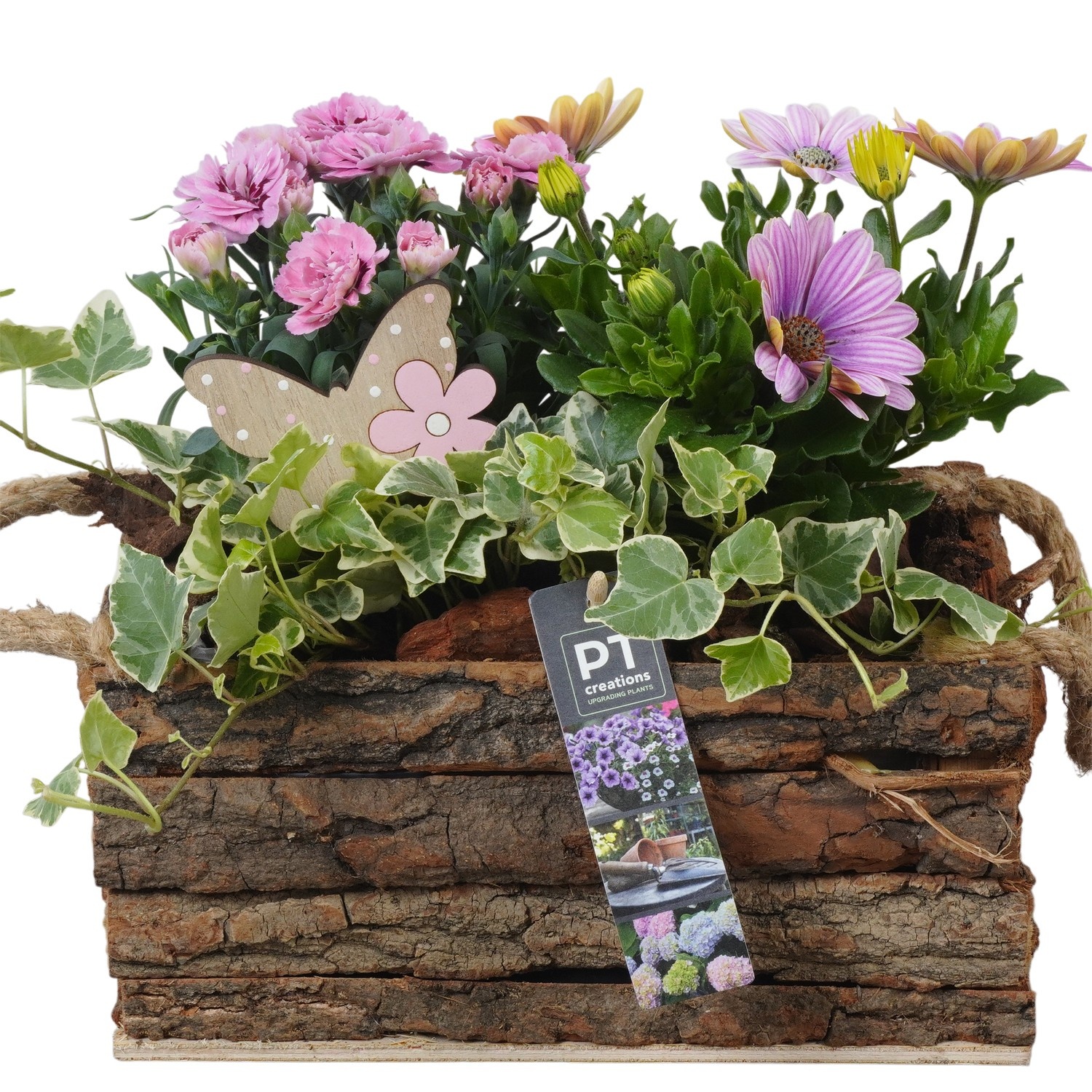 PTPP6993 Arrangement Patio in houten bak, D 24