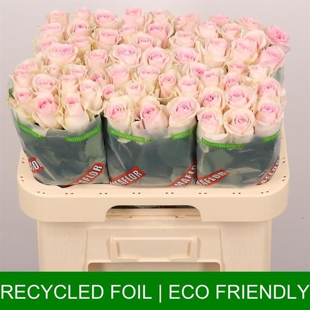 Роза од. Ривайвел Свит 60, шт.