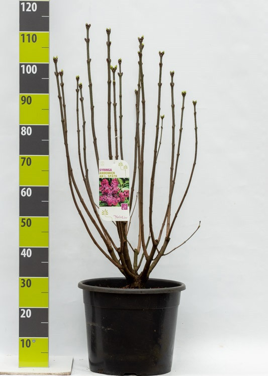 Syringa 'Andenken an Ludwig Späth' C 20, D 35