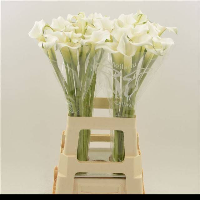 Калла Кристал Клиа 65, шт.