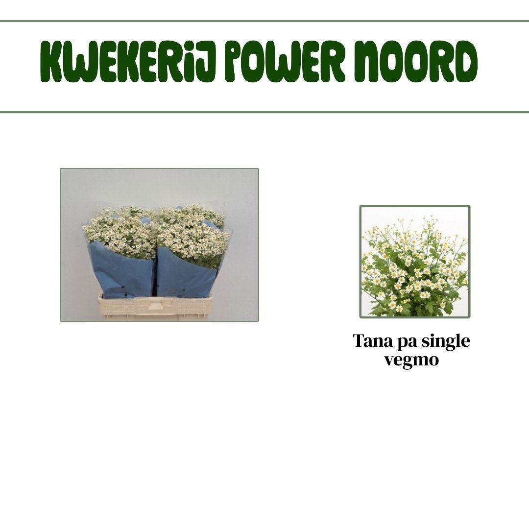 Танацетум Сингл Вегмо 55 (бел.), шт.