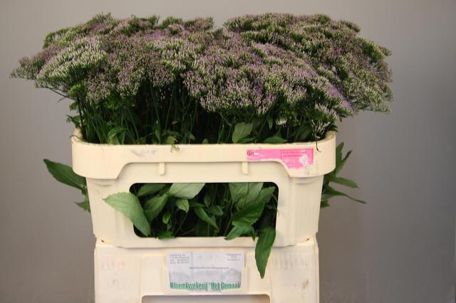 Трахелиум Блю Лэйк Мичиган 70, шт.