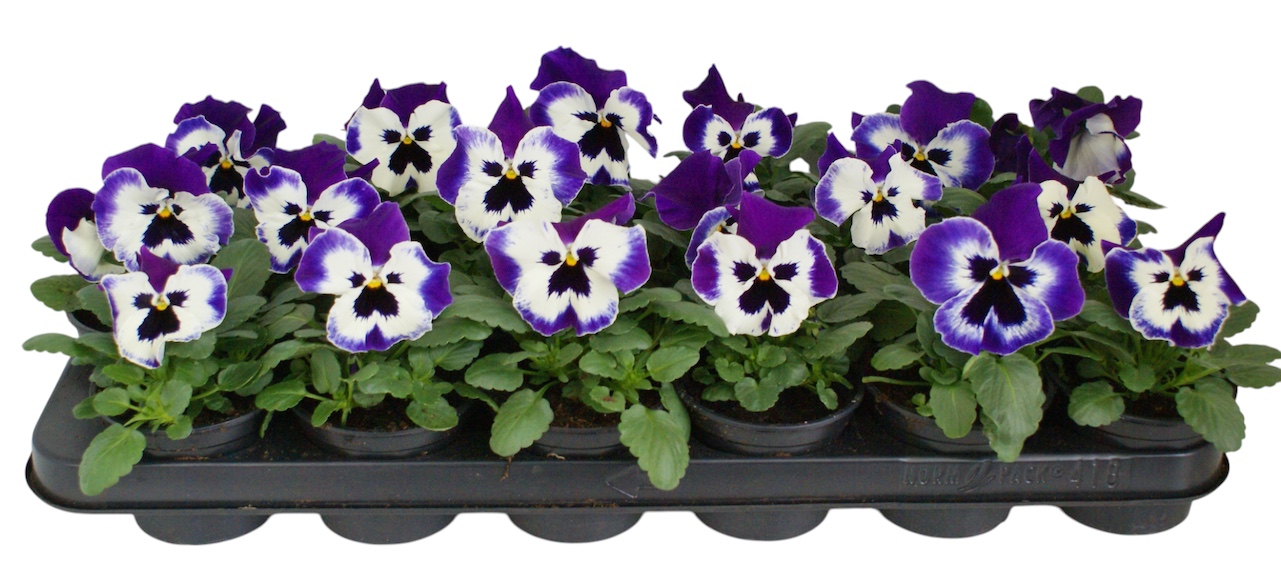 Viool F1 wit / paarse vlag p9, D 9 cm Viool F1 wit / paarse vlag p9, D 9 cm