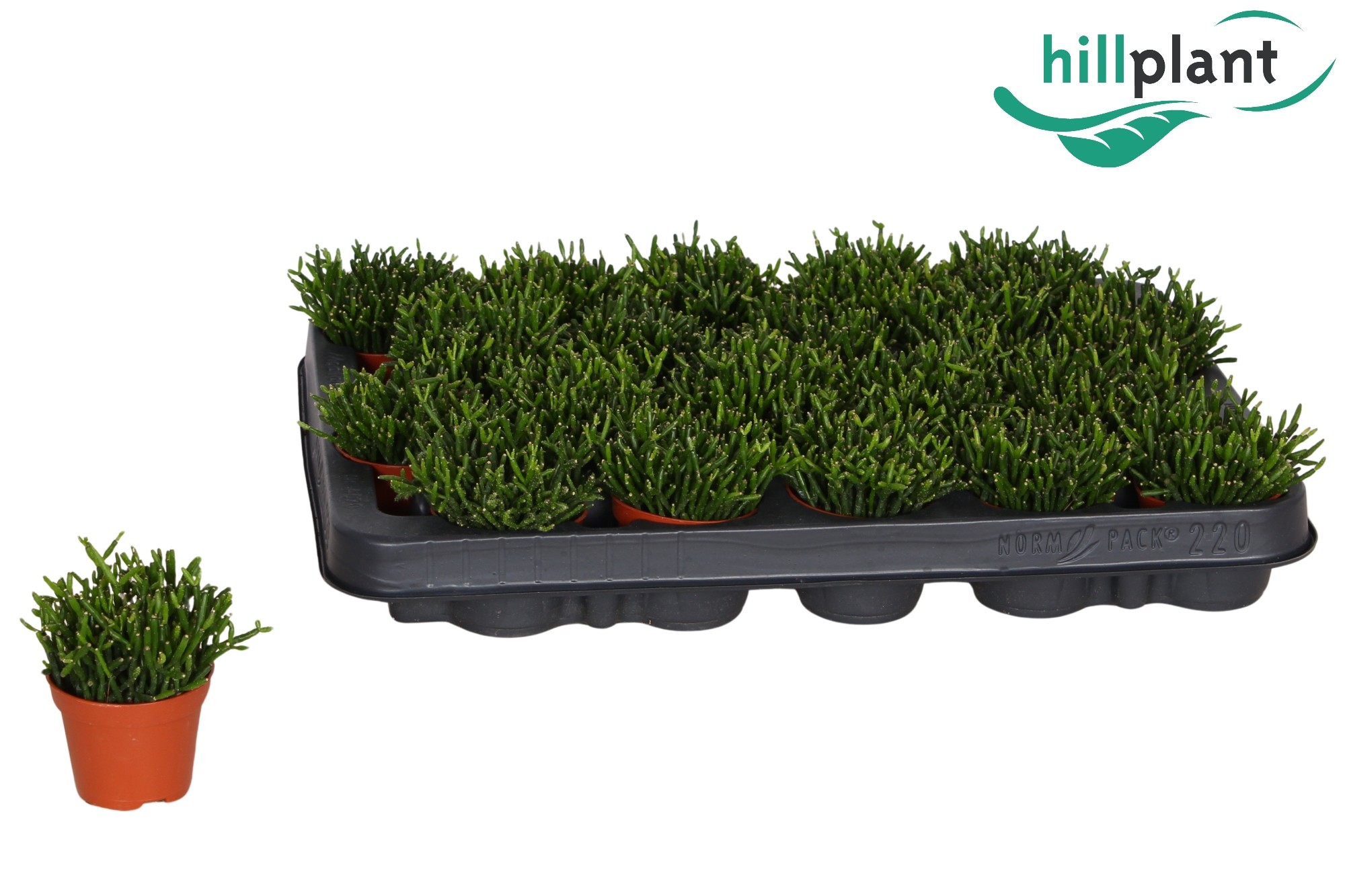 Hatiora salicornioides 6 cm, D 6