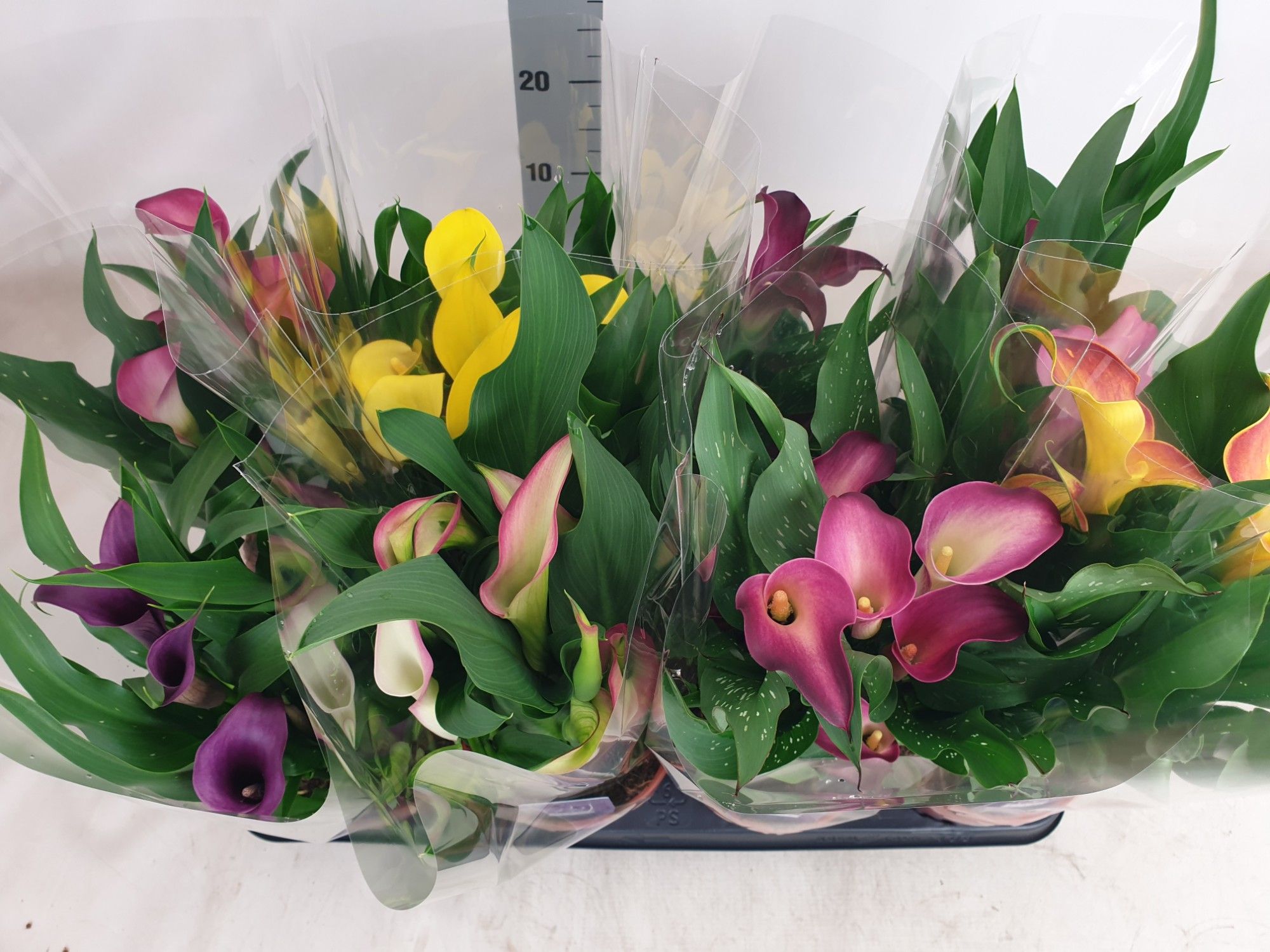 Mix zonder geel, D 14