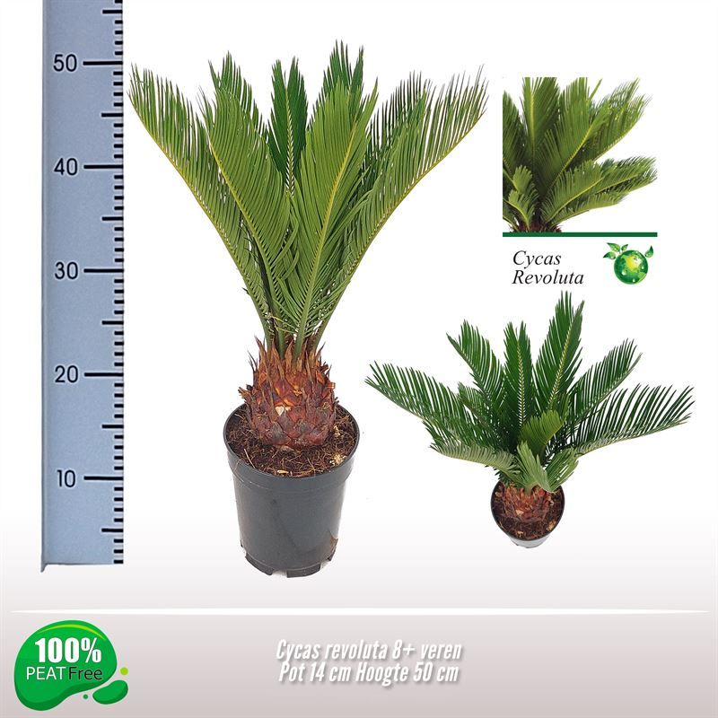 Cycas revoluta 8-10 veren, D 14