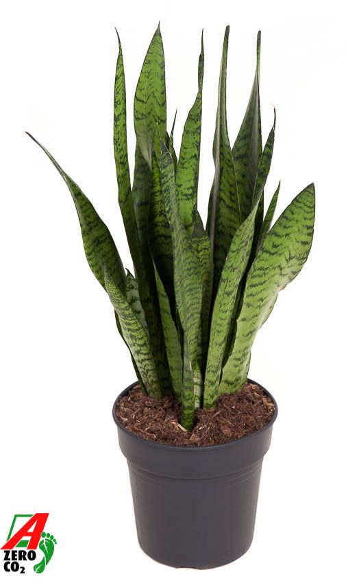Sansevieria Zeylanica P19, D 19