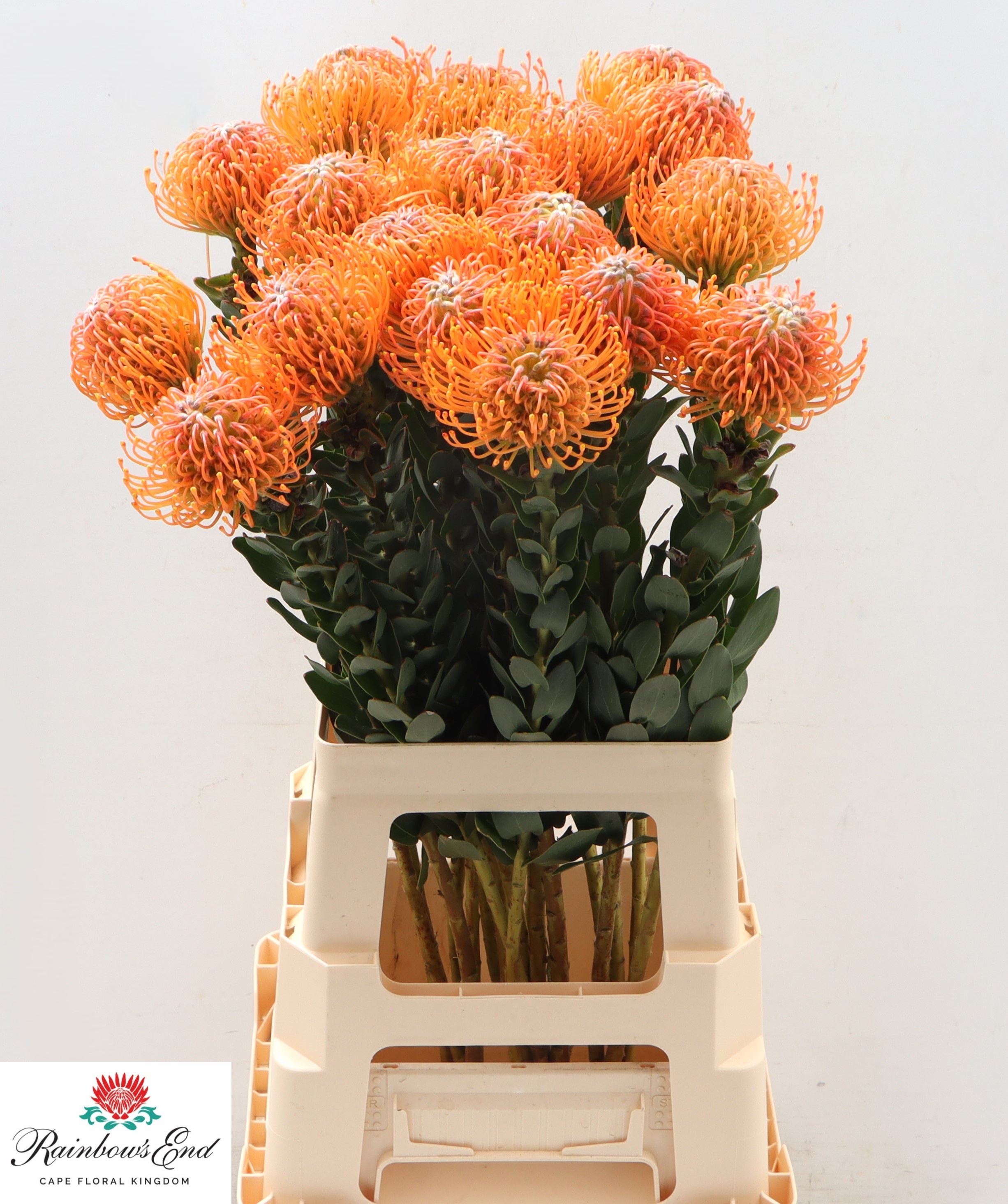 Нутанс Айоба Оранж 70, шт.