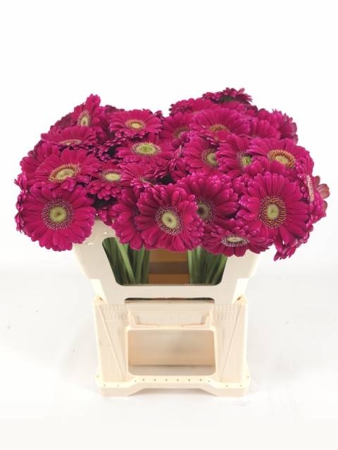 Гермини Вивьен, шт.