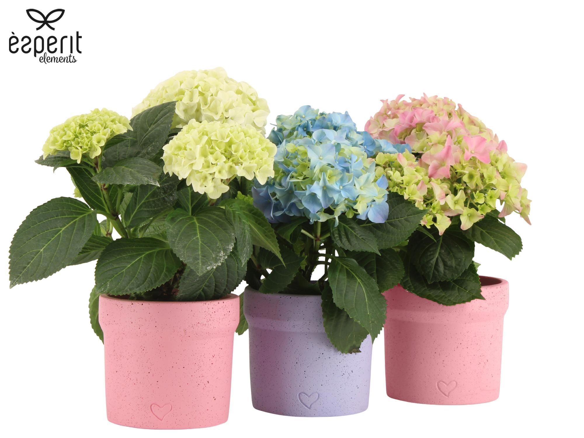 2501147: Solutionss Lovess, D 10,5