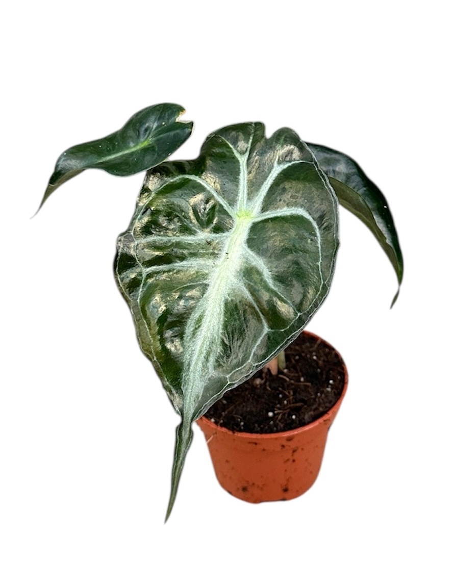 Alocasia Venom, D 6