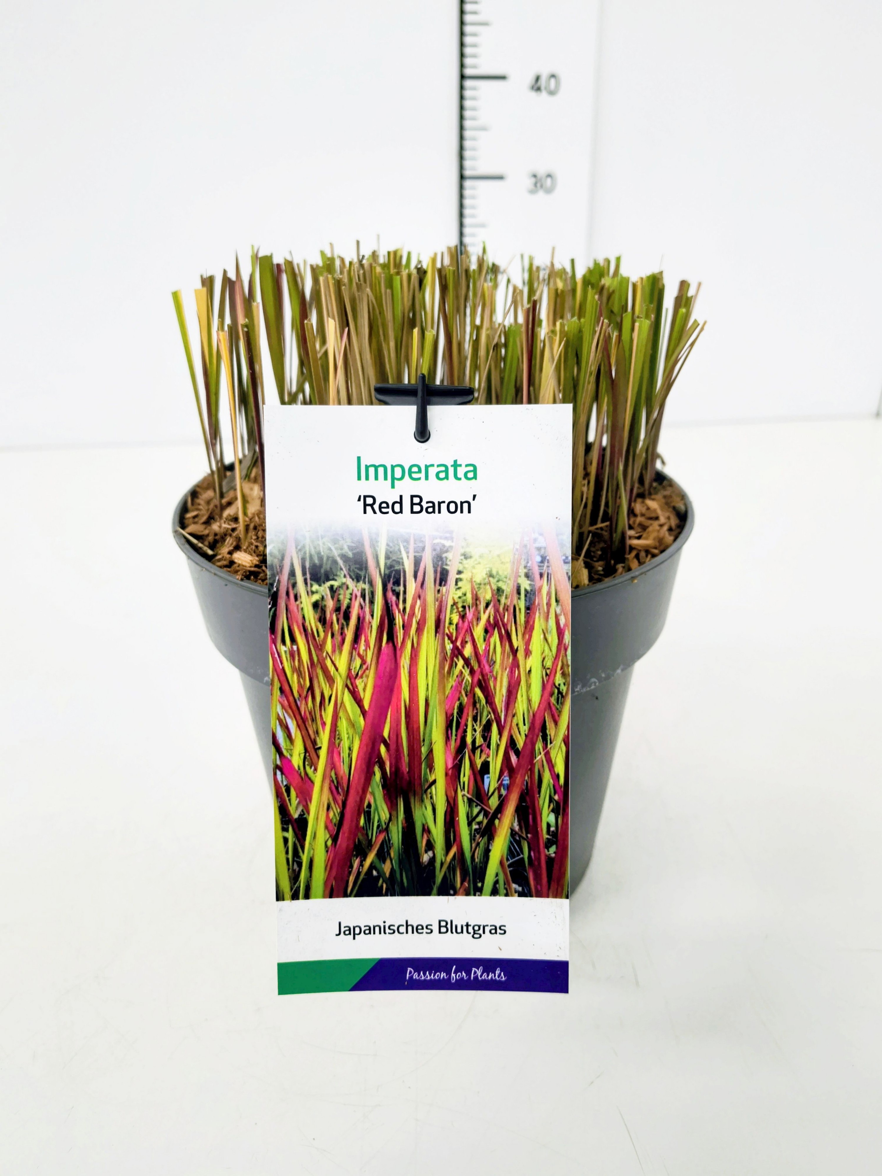 Imperata cyl. 'Red Baron' C5, D 23