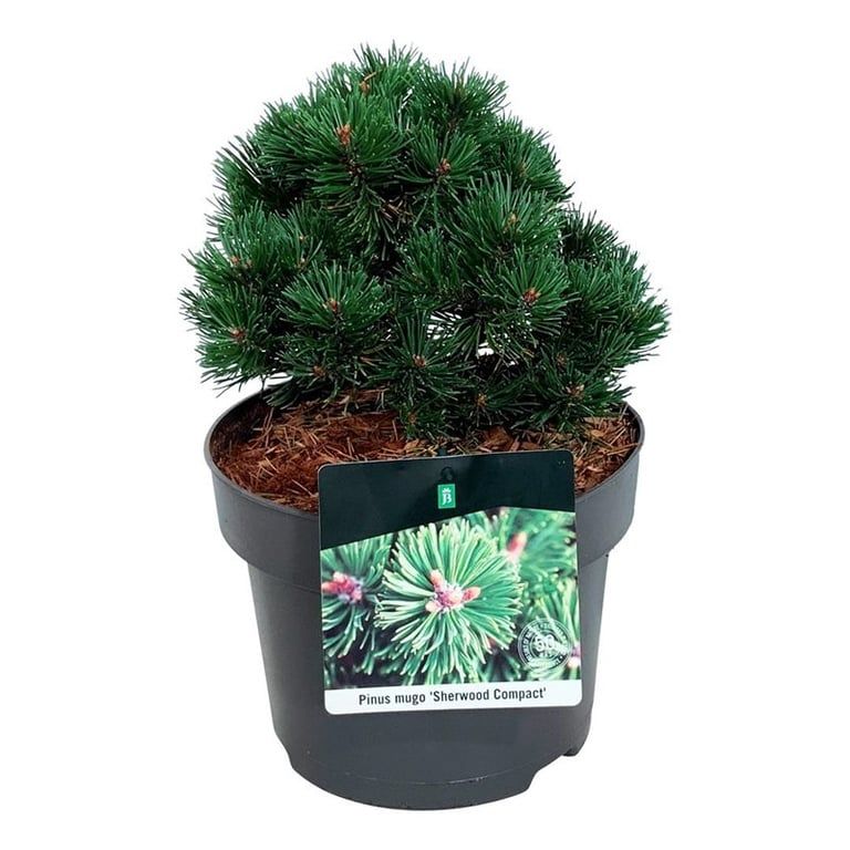 Pinus mugo 'Sherwood Compact', D 21