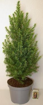 PICEA GLAUCA 'PERFECTA', D 15