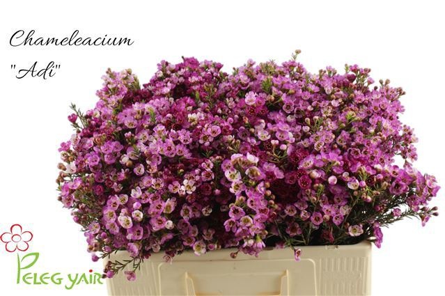 Флокс Вайт Кэп 50 (бел.), шт.