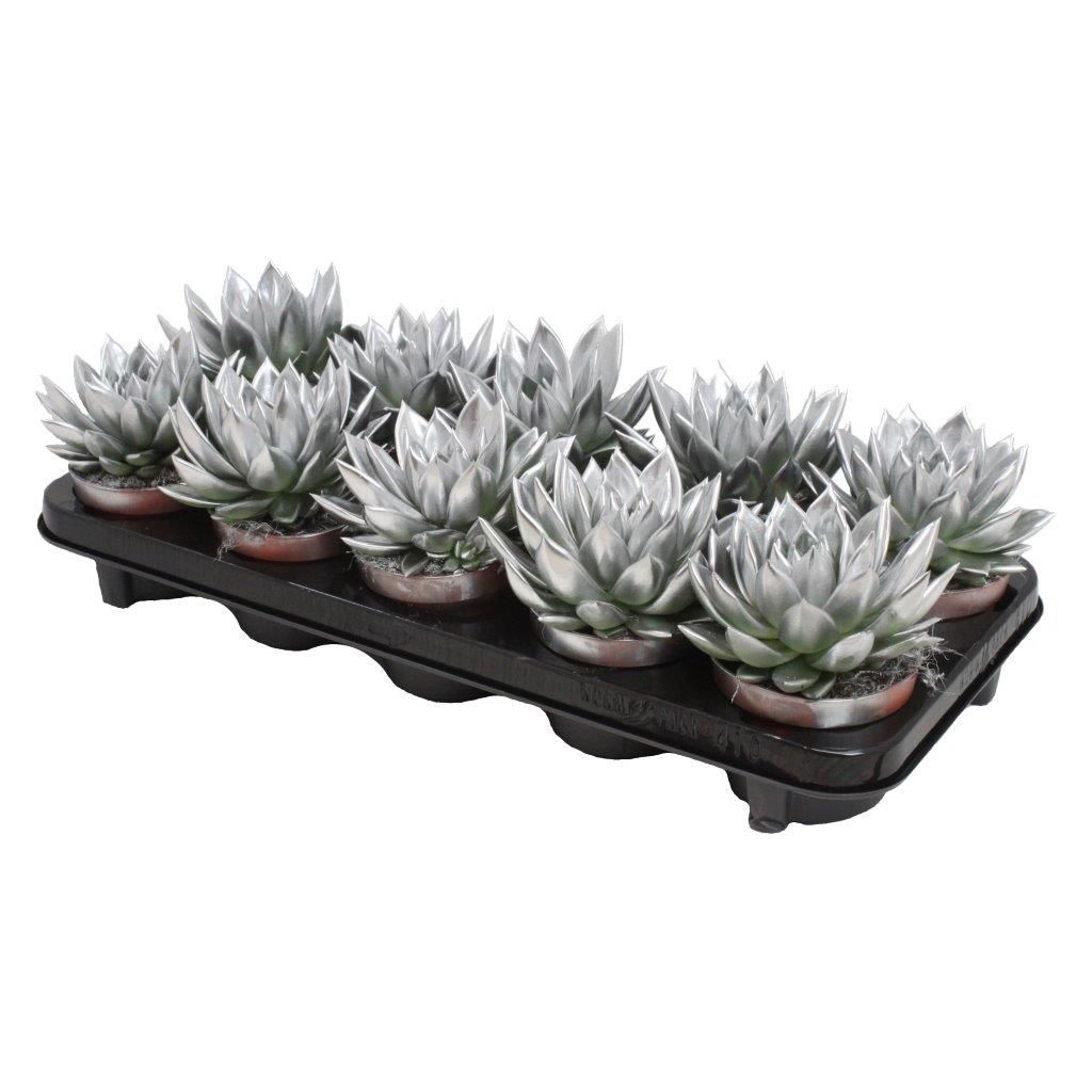 Miranda coloured silver, D 10,5 cm