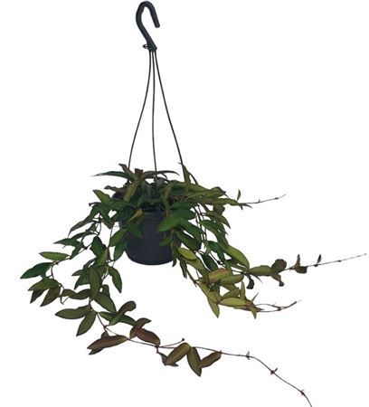 Hoya 'Rosita' hangpot, D 14 cm