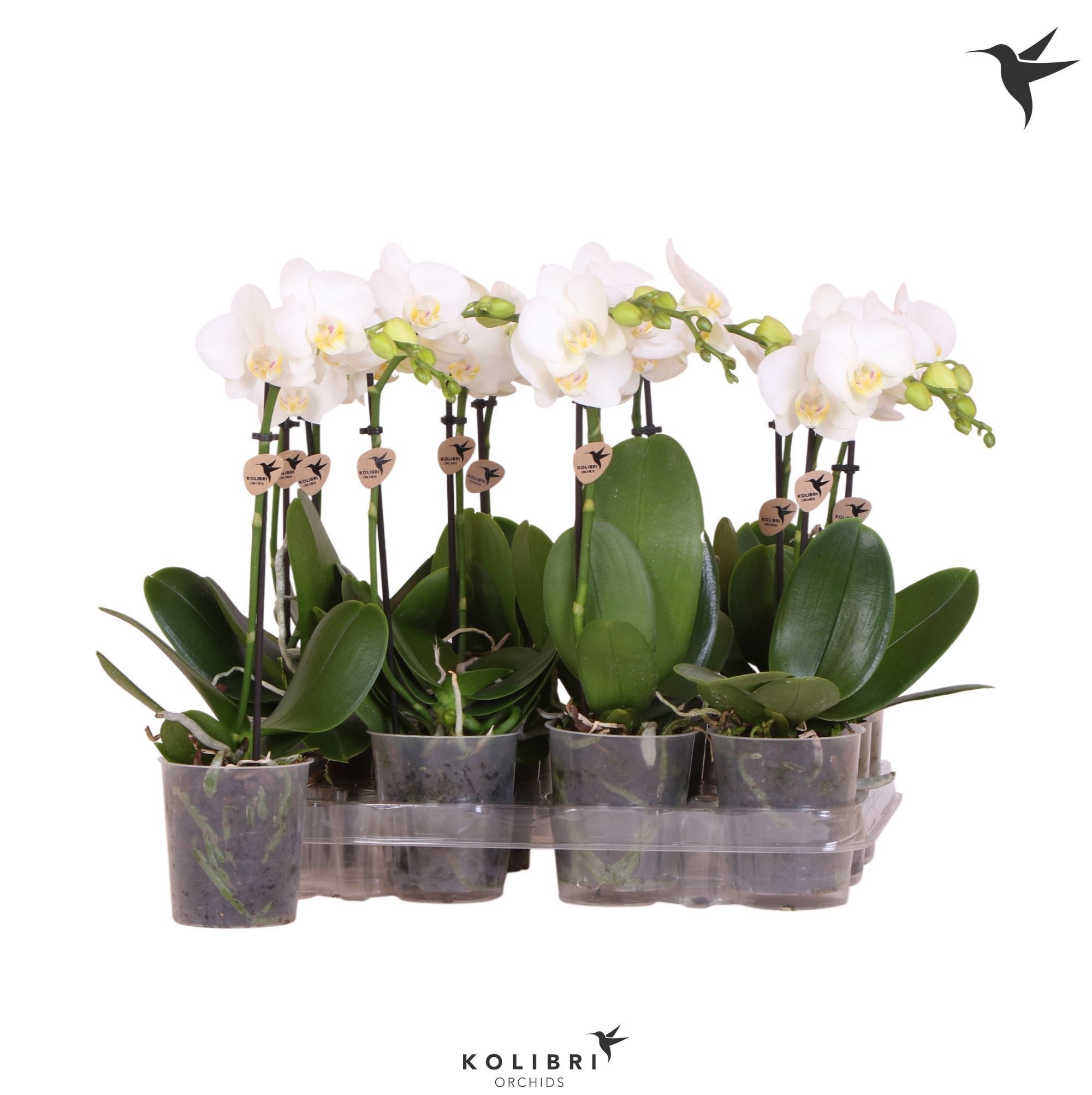 Kolibri Orchids Phalaenopsis White 1 spike, D 9