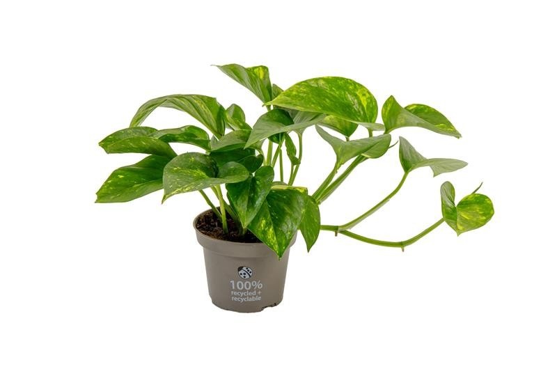 EPIPREMNUM PINNATUM, D 12