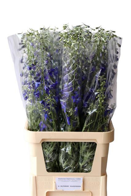 Дельфиниум од. Фолькерфриден 100, шт.