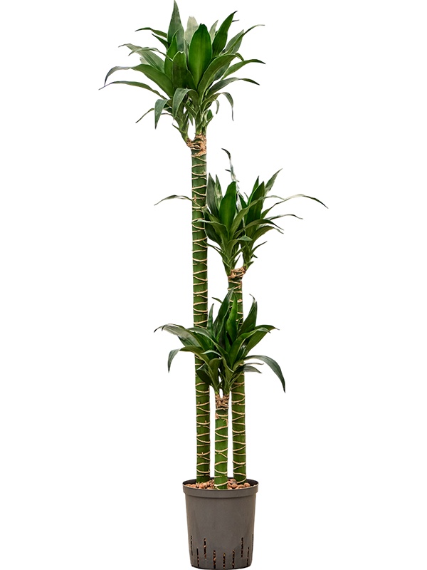 Dracaena deremensis 'Black Beauty', D 18