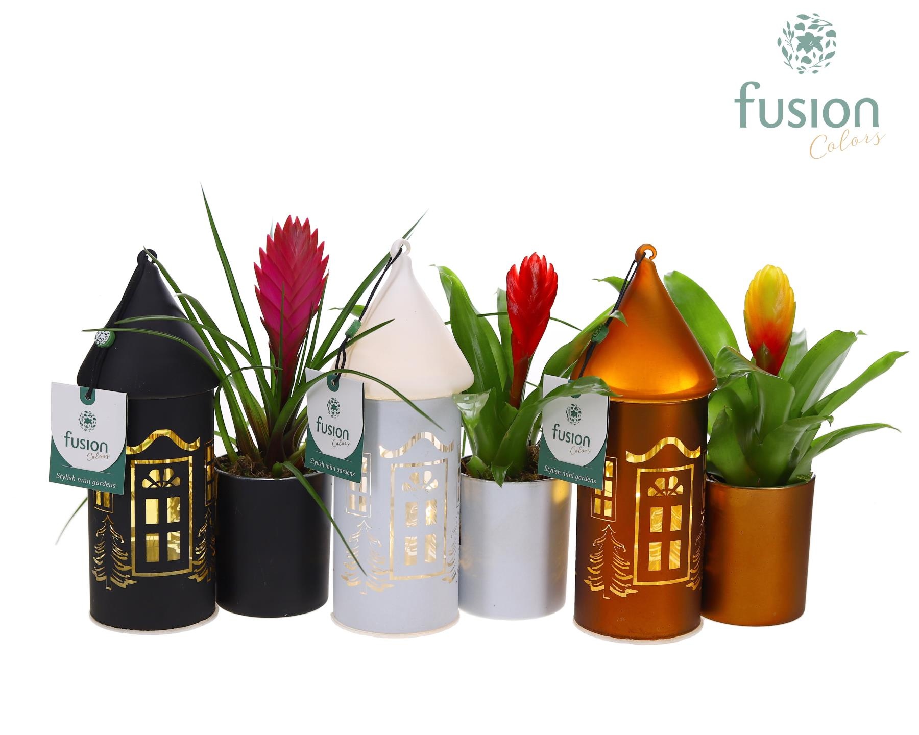 LED Duo glazen huis met Bromelia, D 12