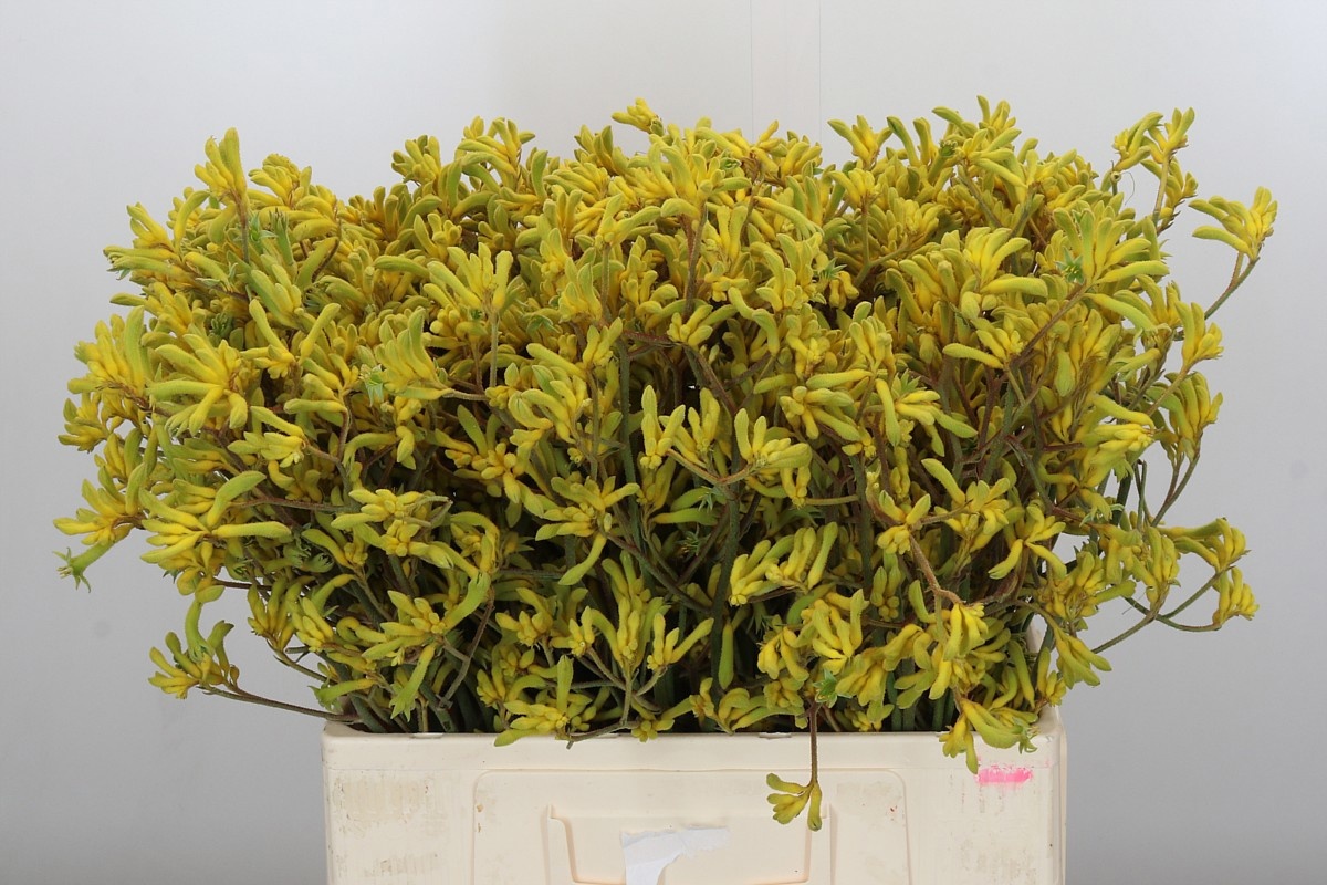 Анигозантус Баш Даун 60, шт.