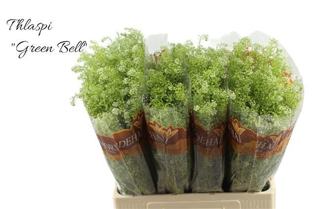 Тласпи Грин Бэлл 65 (зел.), шт.