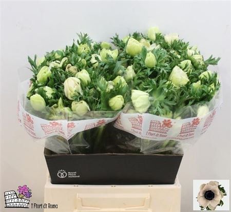 Анемон Мариане Вайт 40, шт.