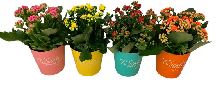 Calandiva 12 cm Maart Mix smartcup, D 12