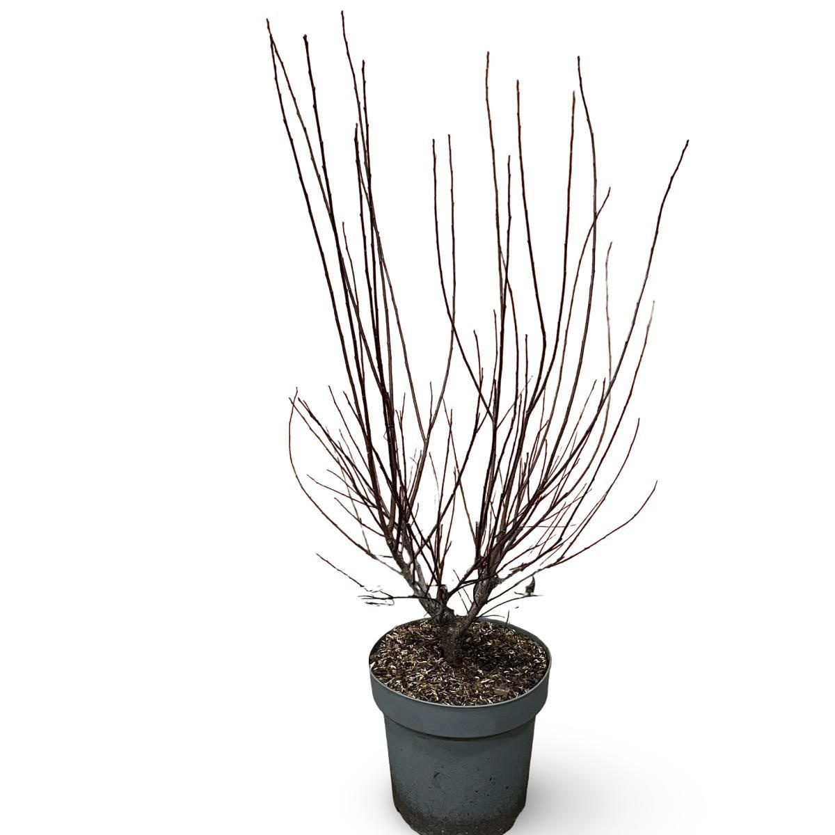 Prunus cistena, D 31