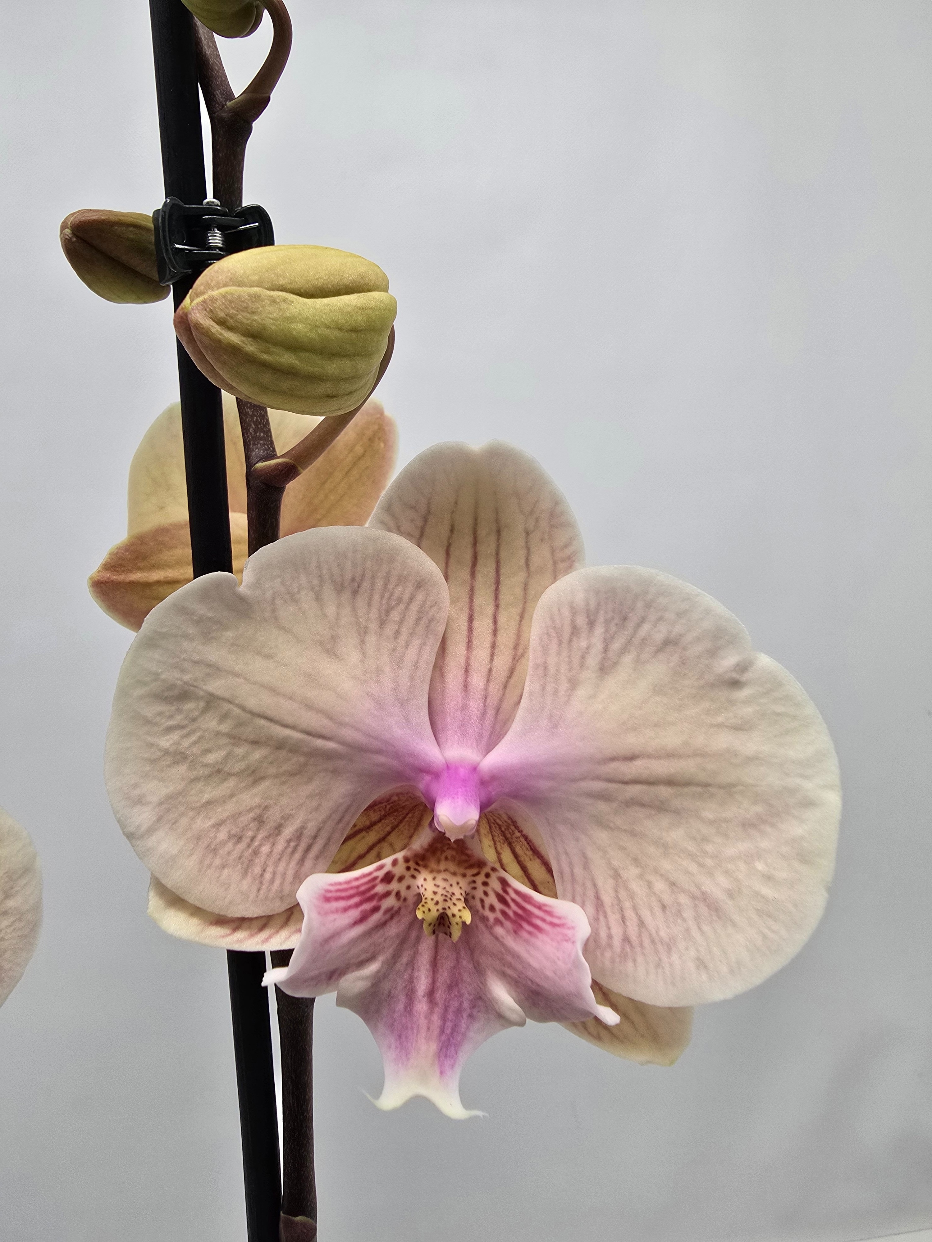 Limited 03 week 5, D 12