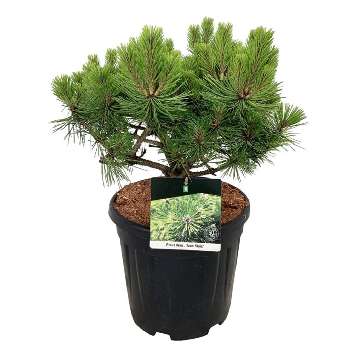 Pinus dens. 'Jane Kluis', D 32