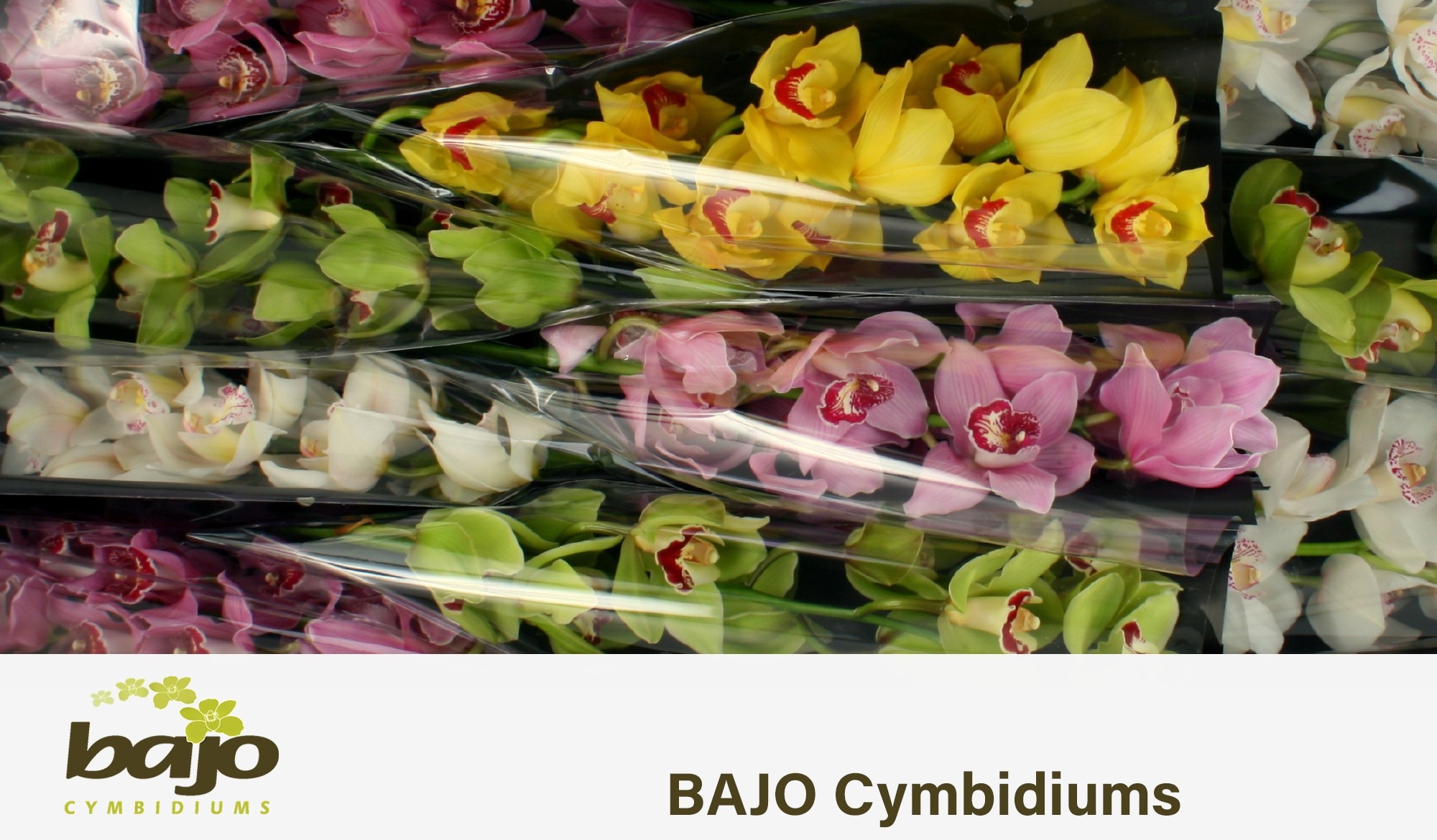 Цимбидиум Микс x9 60, шт.