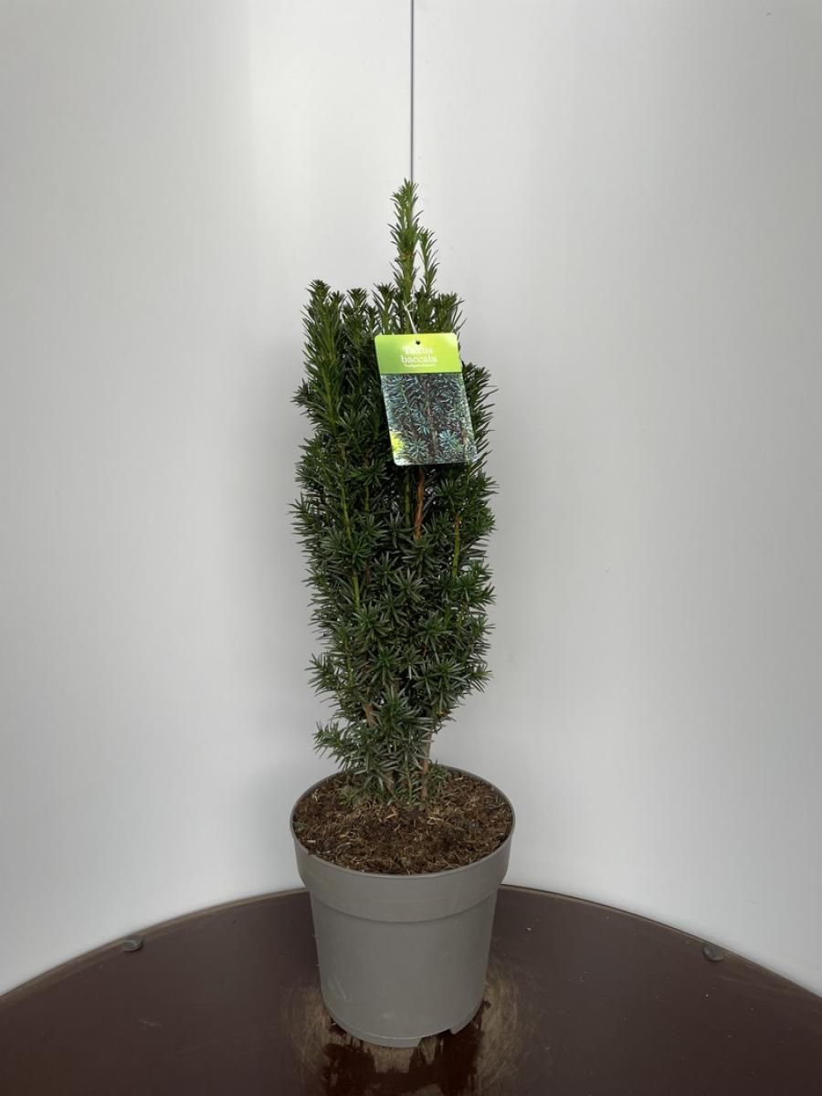 Taxus b. 'Black Tower', D 29