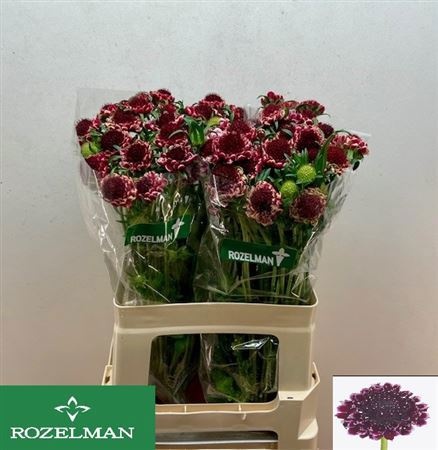 Скабиоза Свит Черри Скуп 60, шт.